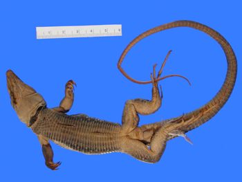 Media type: image; Herpetology R-46040